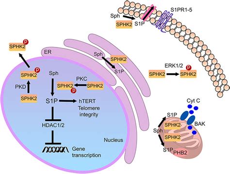 Frontiers | The Functional Role of Sphingosine Kinase 2