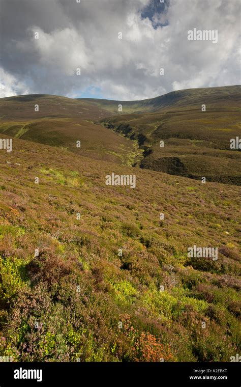 Heather moorland, Glenfeshie, Cairngorms National Park, Scotland, UK ...