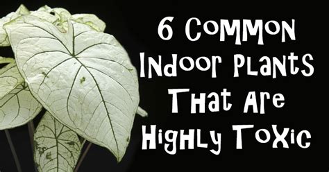 6 Common Indoor Plants That Are Highly Toxic - David Avocado Wolfe