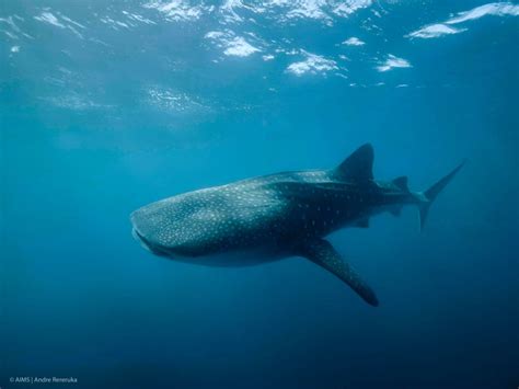 Female Whale Sharks Overtake Males to Become World’s Largest Fish | Sci.News