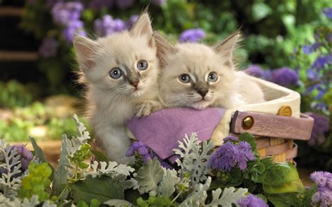 🔥 [40+] Spring Kittens Desktop Wallpapers | WallpaperSafari