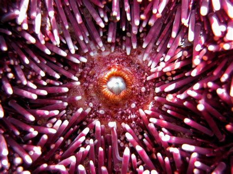 Sea urchin mouth stock photo. Image of coast, banyuls - 21305766