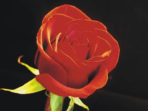 Natural Roses: Symbols of Roses