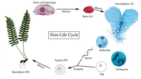 Department of Botany | Fern life cycle, Mitosis meiosis, Life cycles