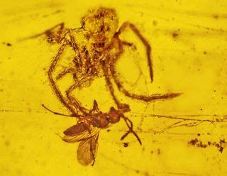 100-Million-Year-Old Spider Attack Found in Amber | Live Science