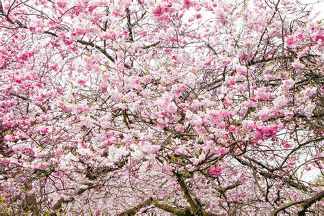 9 Best Places To See Cherry Blossom in London 2024