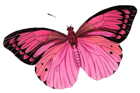 Transparent Pink Butterfly : Transparent Pink Butterfly Clip Art, HD Png Download ..., Share the ...