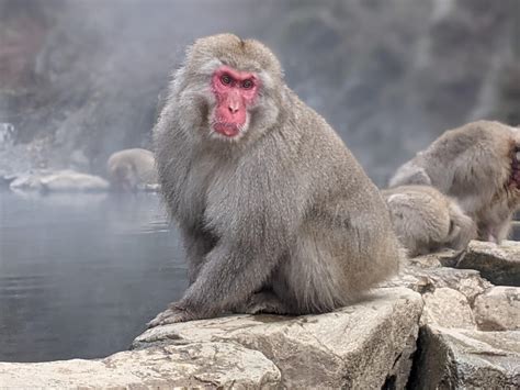 Japanese Macaque