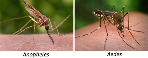 Malaria mosquitoes (Anopheles) – Biogents AG