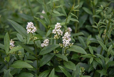 Privet: Plant Care & Growing Guide