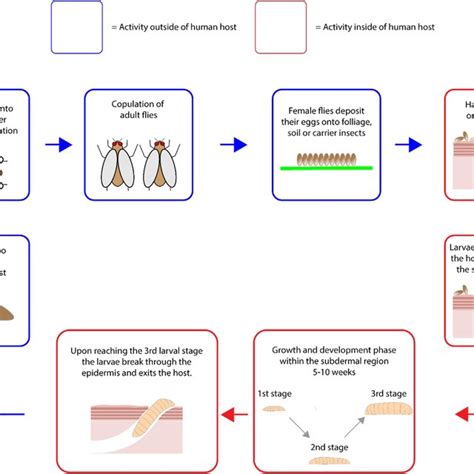 The life cycle of Tunga penetrans and Tunga trimamillata. | Download ...