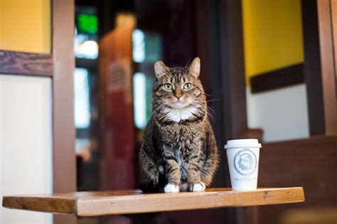 11 Cat Cafes You Have to Visit | Travel Channel