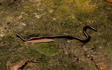 Common Blind Snake - Indotyphlops braminus — HongKongSnakeID.com