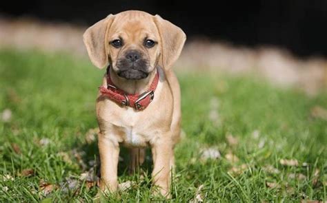 The Top 10 Cutest Mixed Dog Breeds - PetHelpful