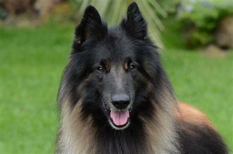 The Belgian Shepherd - Your Ultimate Breed Information Guide | Your Dog ...