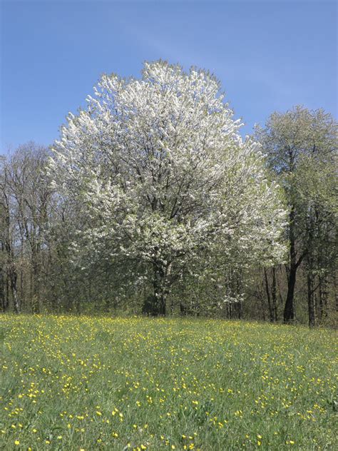 Black Cherry (Prunus serotina) - Great Plains Nursery