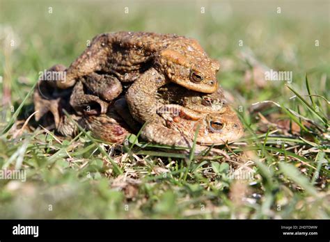 mating, toad, toads Stock Photo - Alamy