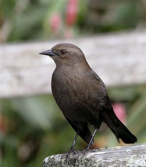 Brewer's blackbird female (Euphagus cyanocephalus) | Black bird, Birds painting, Beautiful birds