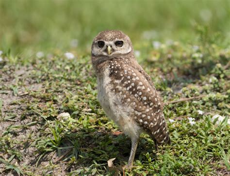 Pixie Birding: Florida Birding Trip Report - Day 5 (Stormwater Treatment Area & Miami)