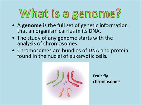 What is a genome?