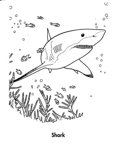 Free Printable Shark Coloring Pages For Kids