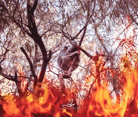 Koalas are killed by Bush fire - Ayascape Photography