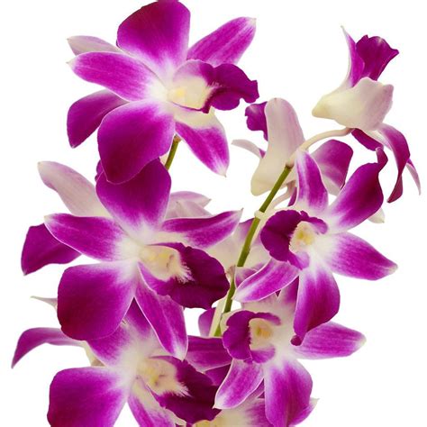 Dendrobium Orchid Hawaiian Starter Plant No Bloom 6 - 10 Inches Tall in 2.5 Inch Pot - Walmart ...