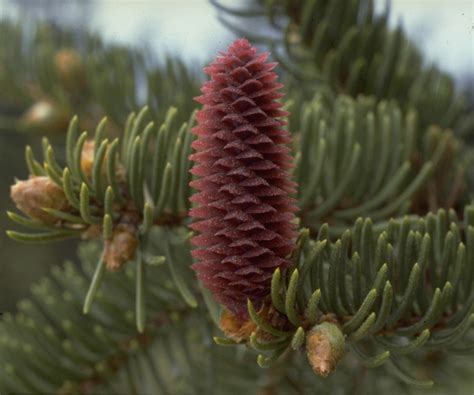 Picea abies - EUFORGEN European forest genetic resources programme