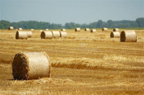 Round hay bales stock image. Image of nature, grow, farming - 1529093