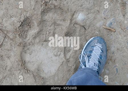 Big footprint of a rhino Stock Photo - Alamy