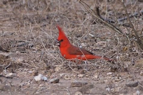 Vermilion Cardinal (Cardinalis phoeniceus) videos, photos and sound ...