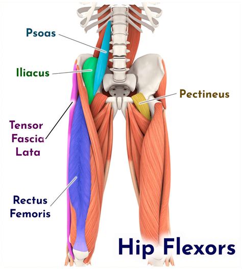 Hip Flexors Strength and Flexibility Basic Level — ElasticSteel