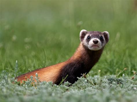 Steppe Polecat Masked Polecat Natural Habitat Mustela Eversmanii Stock Photo by ©bereta 238789460