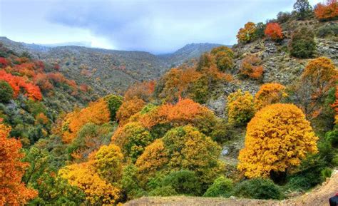 Flora De Bosque Mixto - prodesma