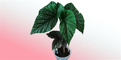 Angel Wing Begonia: Plant Care & How to Grow | Plantcarefully