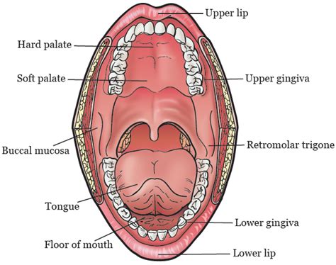 About Mouth (Oral Cavity) Cancer | Memorial Sloan Kettering Cancer Center