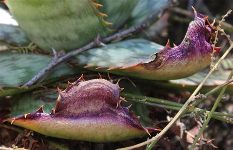 Cactus and Succulent Society of America - Home | Facebook