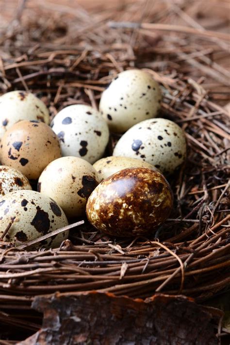 Quail Nest Closeup stock photo. Image of nature, speckled - 39239860