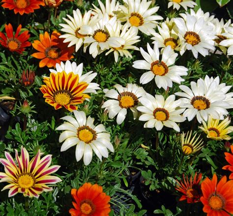 Treasure Flower, Gazania mix seeds - Gazania rigens – Garden Seeds Market