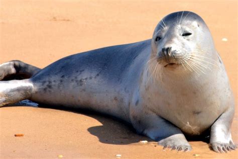 Free picture: seal, beach, sand, animals