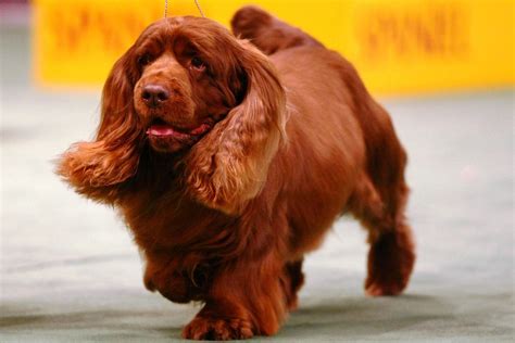 Sussex Spaniel - Full Profile, History, and Care