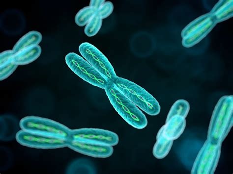 Do Additional Chromosomal Abnormalities Noted at CML Diagnosis Affect Response and Survival ...