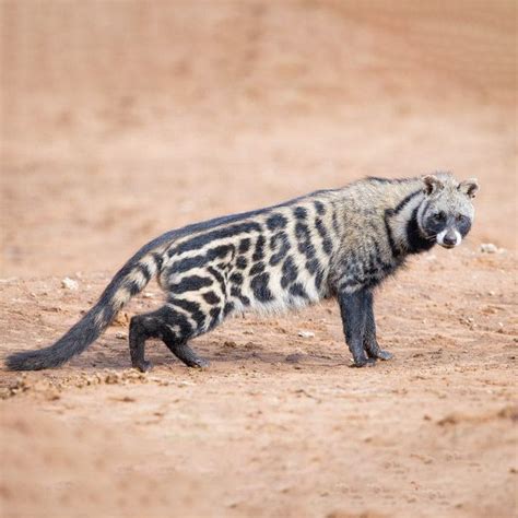 Civet Cat - WN Hunting Safaris