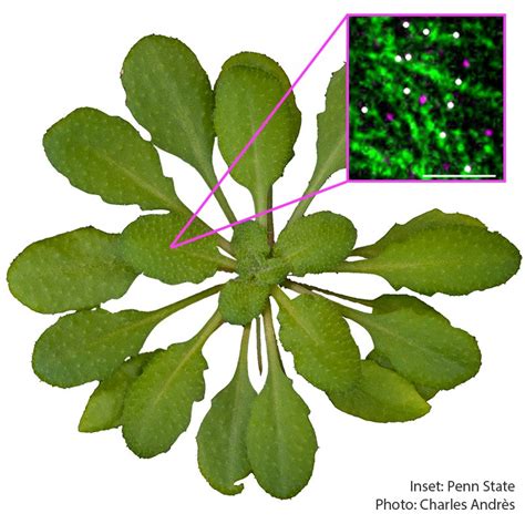 New insights into how cellulose is built could indicate how to break it apart for biofuels