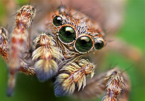 science in a can, Spider Senses! Though spiders and their leg hairs...