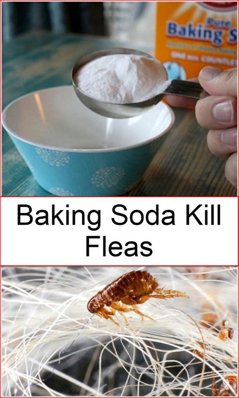 Baking Soda Kill Fleas | Baking Soda Uses and DIY Home Remedies. | Flea ...