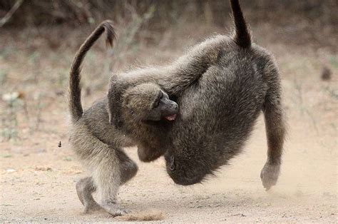 PIC BY KOBUS SAAYMAN/ CATERS NEWS - (PICTURED: The two baboons rolling around fighting together ...