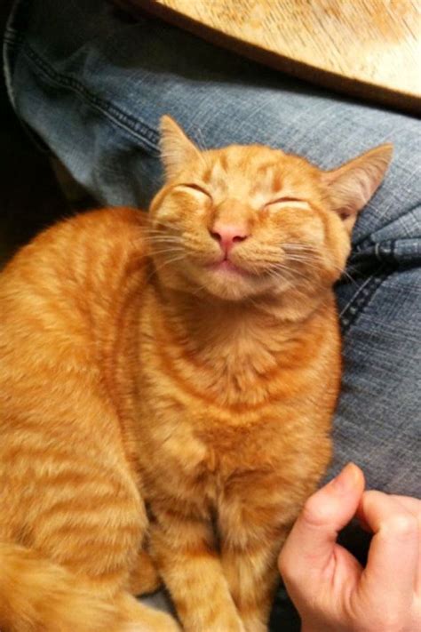 25 smiling cats | FunnyAndStupid.com | Orange cats, Smiling cat, Orange tabby cats