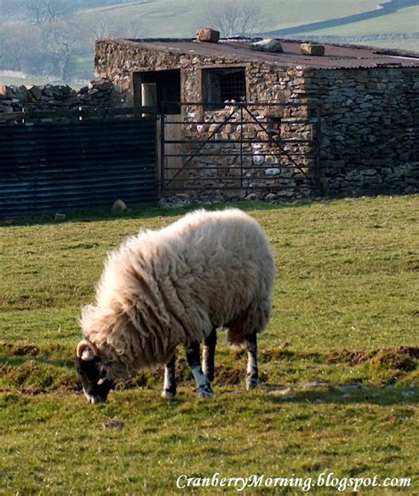 Cranberry Morning: Yorkshire Sheep, Anglophile Friday