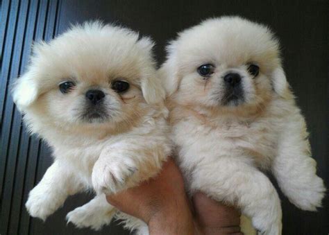 Top Quality White Pekingese Puppies for Sale • Singapore Classifieds